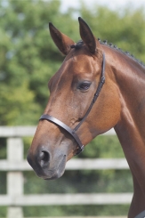 Shires Flat Cavesson Noseband