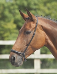 Shires Drop Noseband