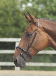 Shires Flash Noseband