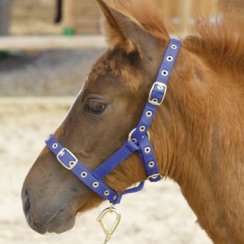 Shires Foal Nylon Headcollar