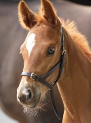 Shires Leather Foal Slip