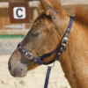 Shires ARMA Nylon Foal Slip