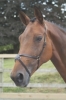 Shires Mexican Noseband