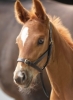 Shires Leather Foal Slip