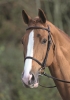 Shires Aviemore Raised Cavesson Bridle