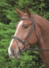 Shires Aviemore Comfort Fit Bridle