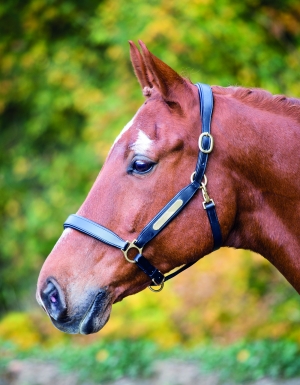 Shires Aviemore Leather Nameplate Headcollar