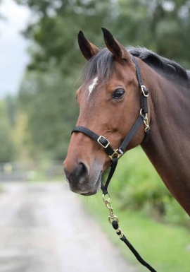 Shires Control Headcollar